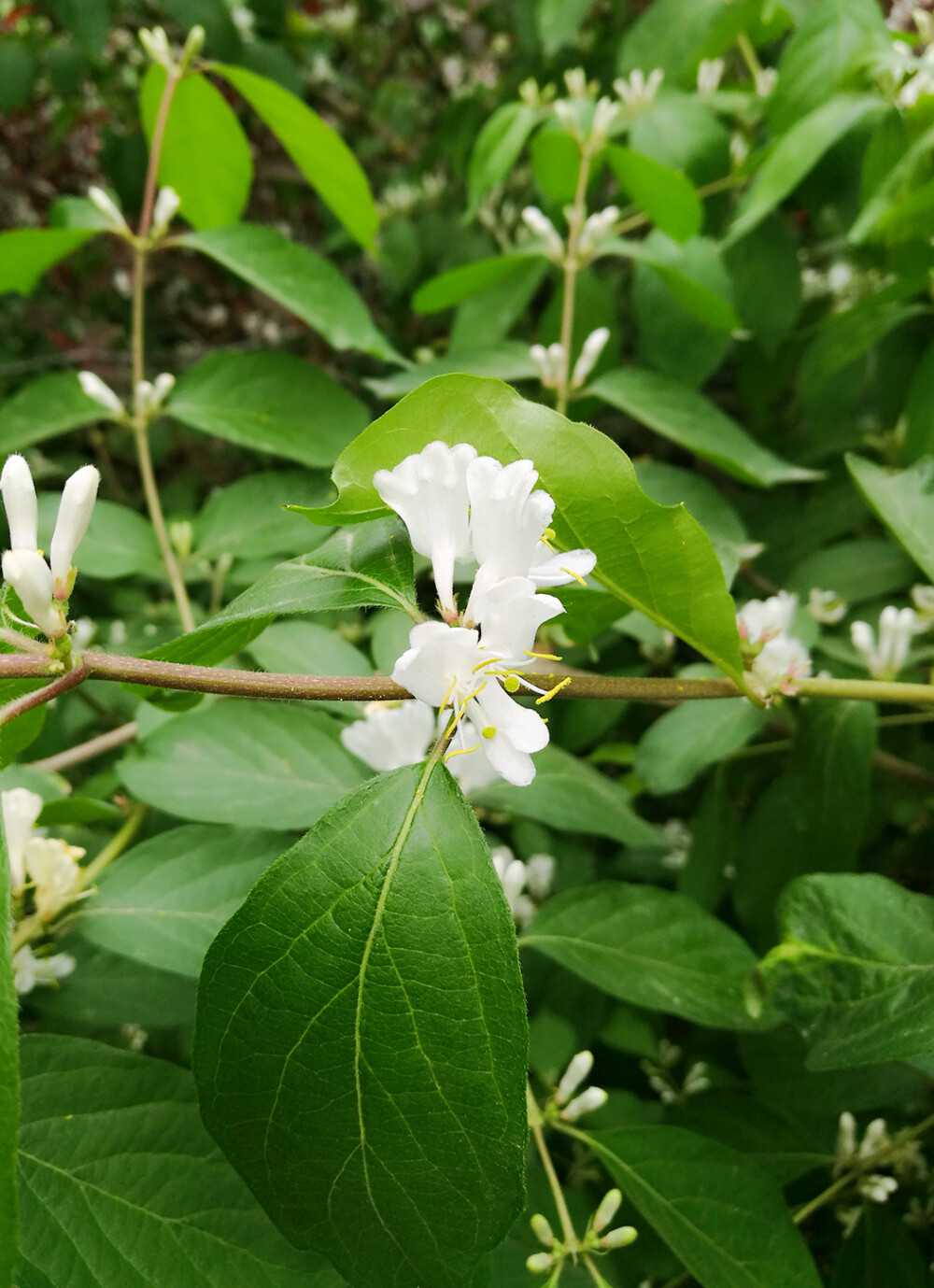 金银花树