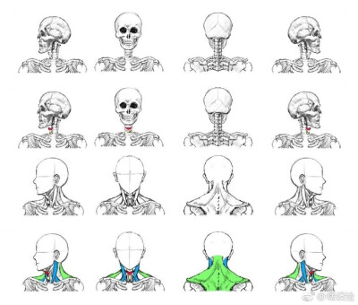 关于头部角度画法的小教程，这个真的很有用！赶紧收起来吧，转需！#设计小课堂# ​​​​