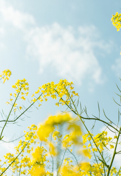 油菜花 春天Spring 小清新壁纸 |cr.焦平面