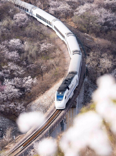 开往春天的列车，花海护你去长城