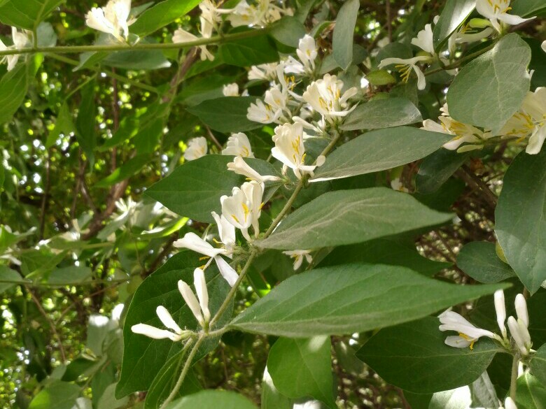 金银忍冬（金银木），繁花满树