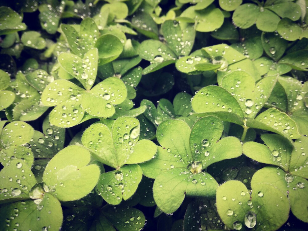 雨天的不知名小草