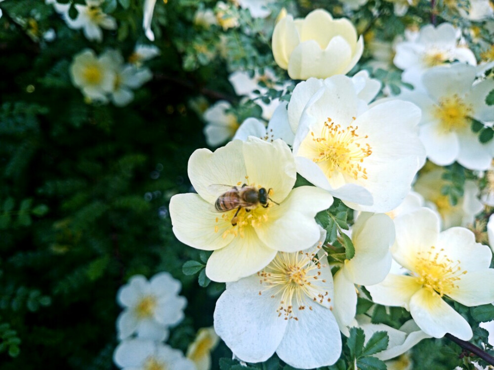 春天物语 花 春暖花开 原创 摄影 风景 壁纸桌面 特写 静物