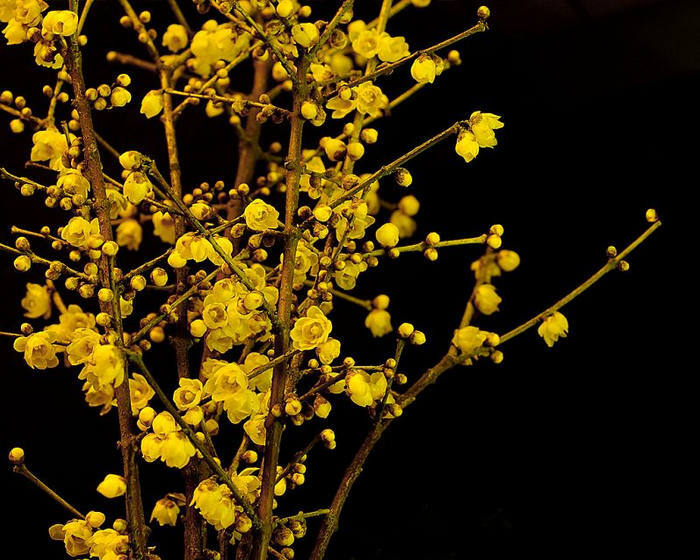蜡梅花在霜雪寒天傲然开放,花黄似蜡,浓香扑鼻,是冬季观赏主要花木.