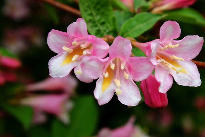 锦带花