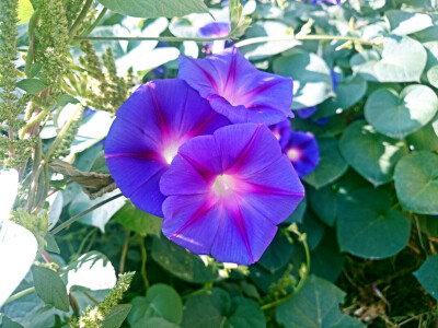 春天物语 花 牵牛花 春暖花开 原创 摄影 风景 壁纸桌面 特写 静物