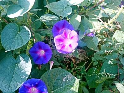 春天物语 花 牵牛花 春暖花开 原创 摄影 风景 壁纸桌面 特写 静物