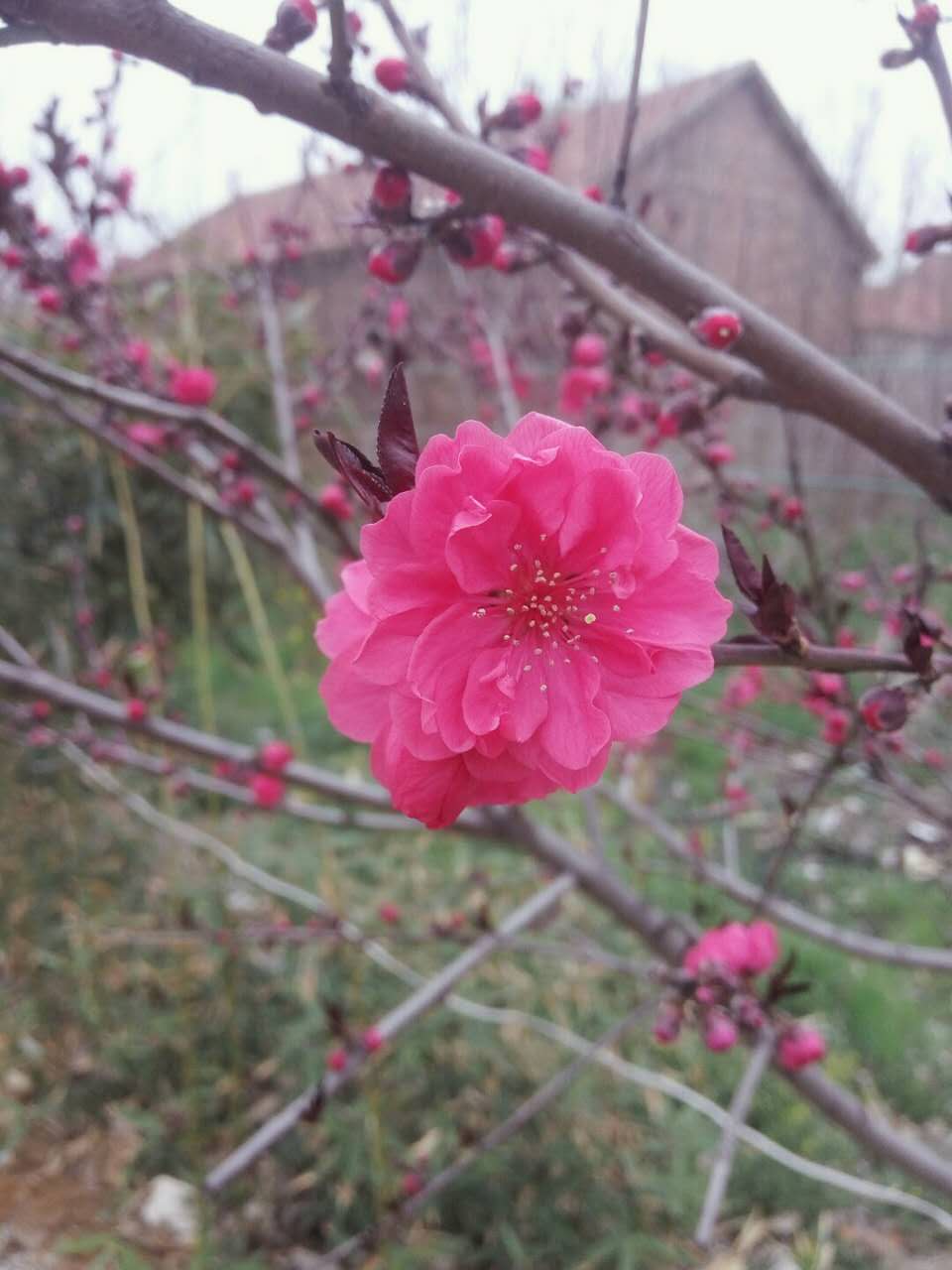 2017.4.8 这是我第五次当伴娘了，新郎家门口的小花，没有任何修饰，自然是最美的。