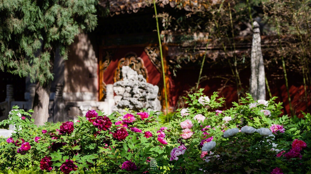 紫禁城【丁酉•谷雨•花朝•牡丹】“晓入紫禁宫，琉璃花界净。开敷多喻草，凌乱被幽径。压砌锦地铺，当霞日轮映。蝶舞香暂飘，蜂牵蕊难正。笼处彩云合，露湛红珠莹。结叶影自交，摇风光不定。繁华有时节，安得保全盛。色见尽浮荣，希君了真性” 照片取自@故宫博物院