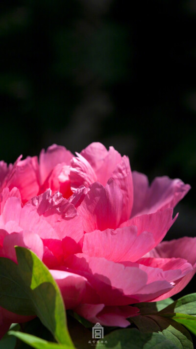 紫禁城【丁酉•谷雨•花朝•牡丹】“眼眩繁妍锦一机，铜瓶分插递参差。几於饤坐看如偶，却为轻寒谢较迟。售用奢豪须藉酒，形容妖艳每难诗。微风忽度轻披展，绝忆霓裳驻拍时” 照片取自@故宫博物院