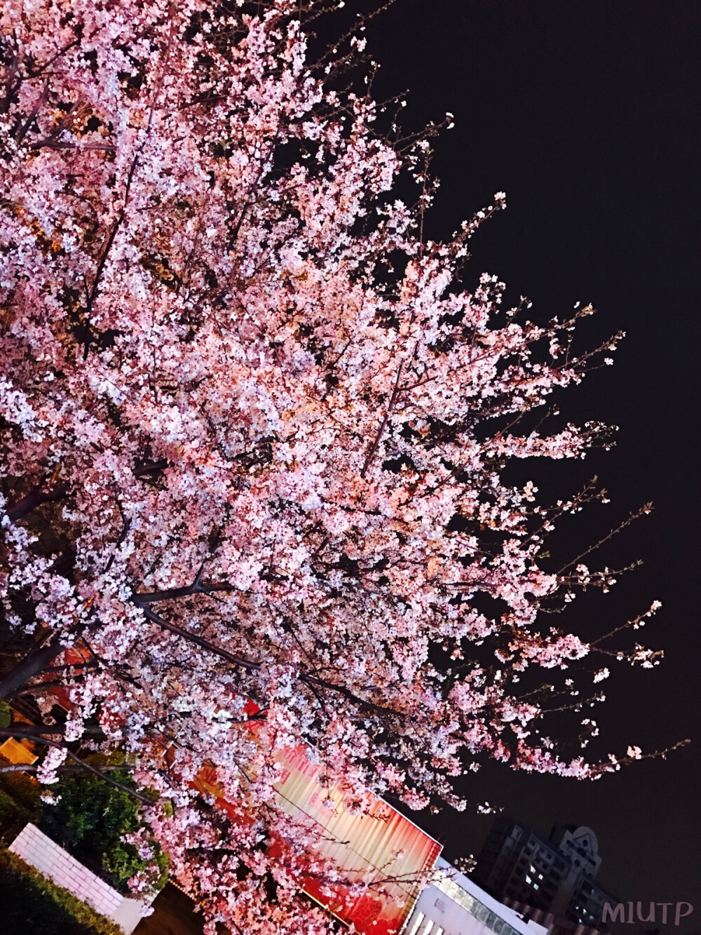 夜晚的樱花