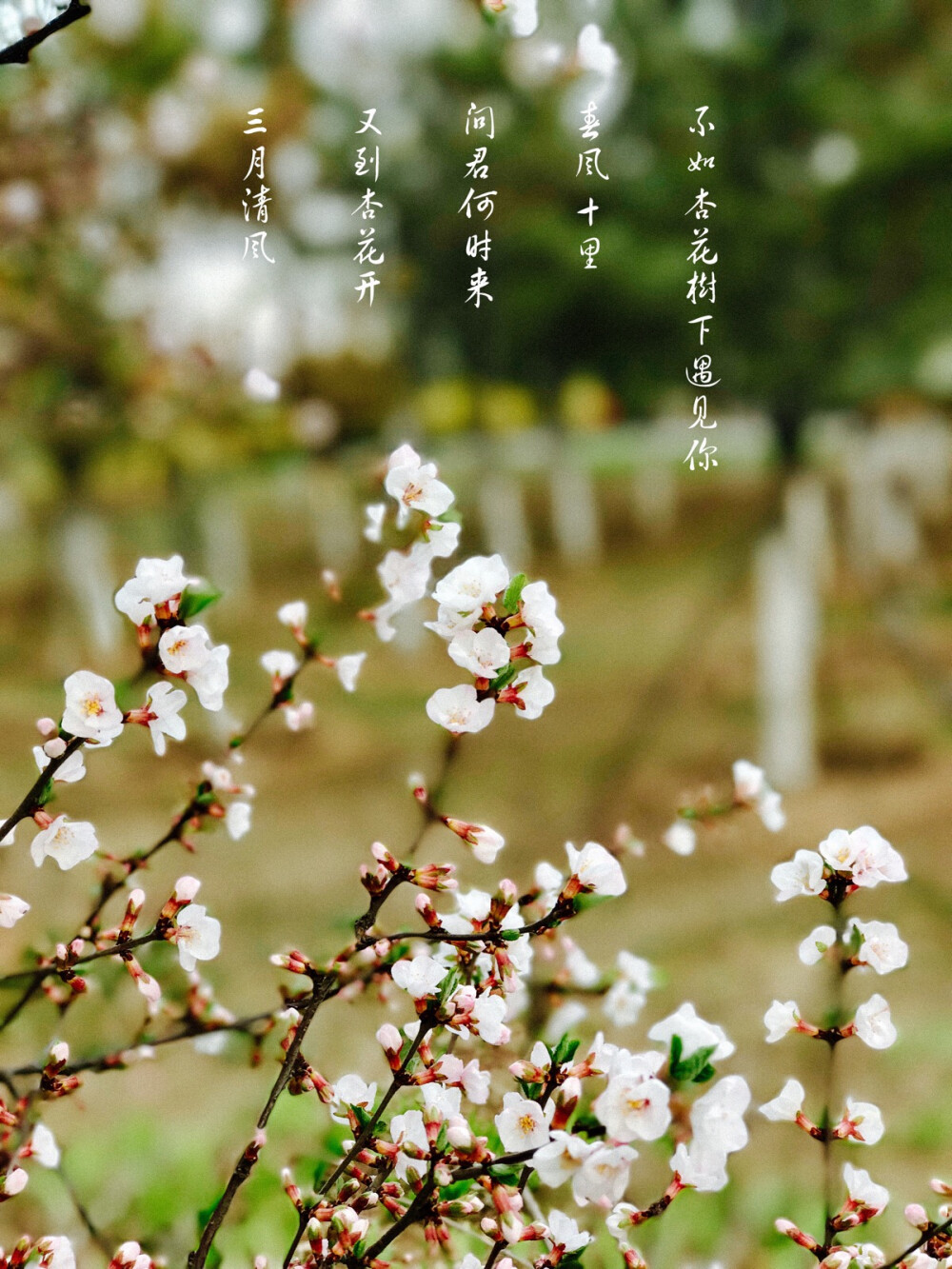 满阶芳草绿，一片杏花香。