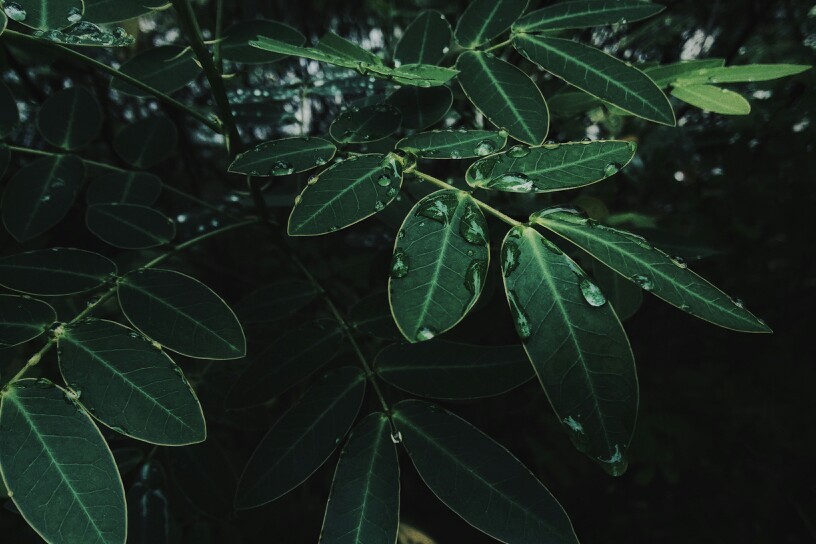 雨 来自 张小篱儿