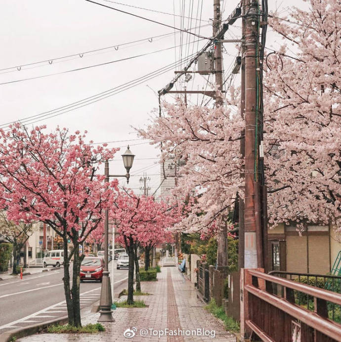 日本樱花季 ​​​​