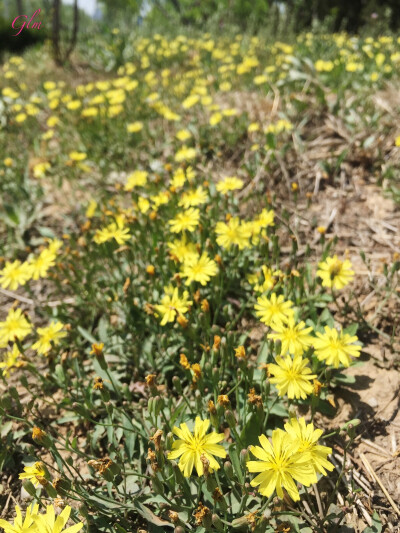 野花