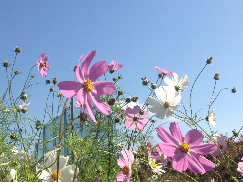 格桑花