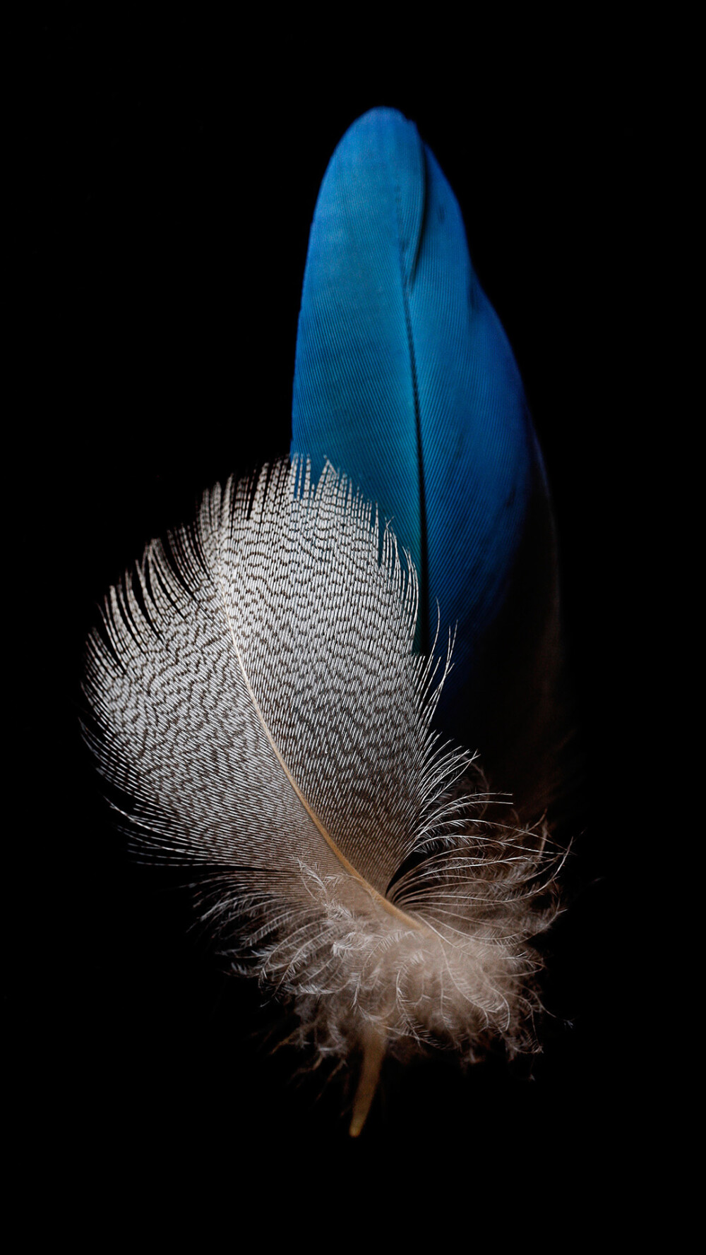 Feather