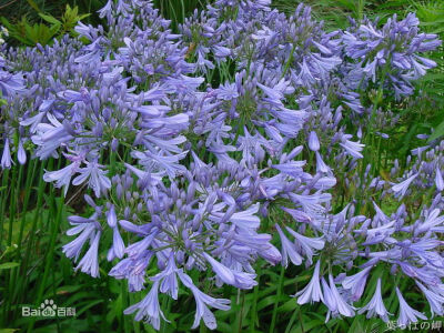 百子莲（学名：Agapanthus africanus Hoffmgg.）是石蒜科百子莲属植物。宿根植物，盛夏至初秋开花，花色深蓝色或白色。充满着神秘和浪漫色彩的爱情之花——百子莲。百子莲又称紫百合名来自于希腊语“爱之花”，“浪…