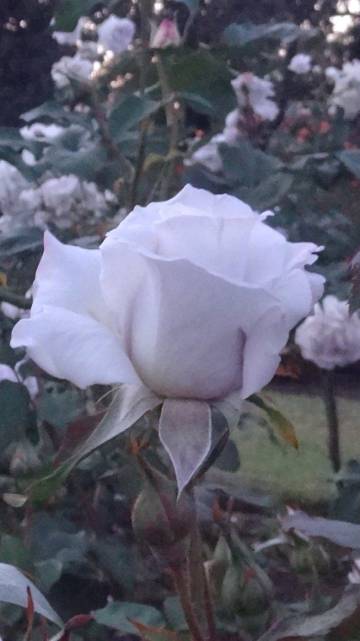 日落黄昏 夜色中的玫瑰