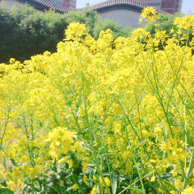 油菜花 