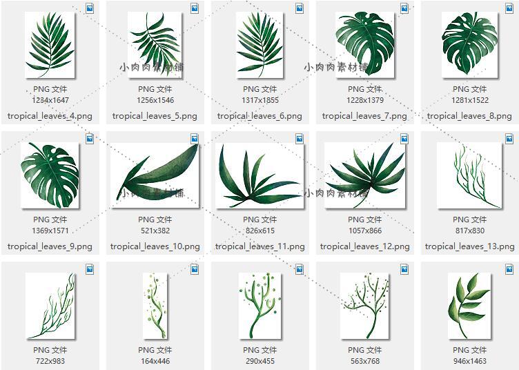 热带植物棕榈叶天堂鸟包装图案背景手绘水彩PNG免抠素材png184