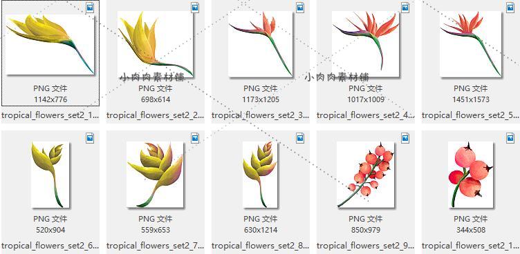 热带植物棕榈叶天堂鸟包装图案背景手绘水彩PNG免抠素材png184