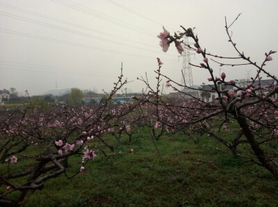 桃之夭夭，灼灼其华