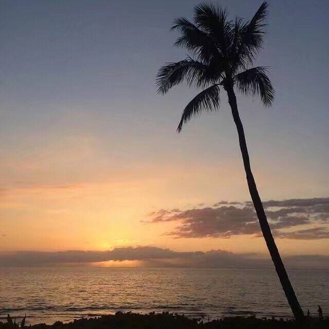 韩系背景图 植物