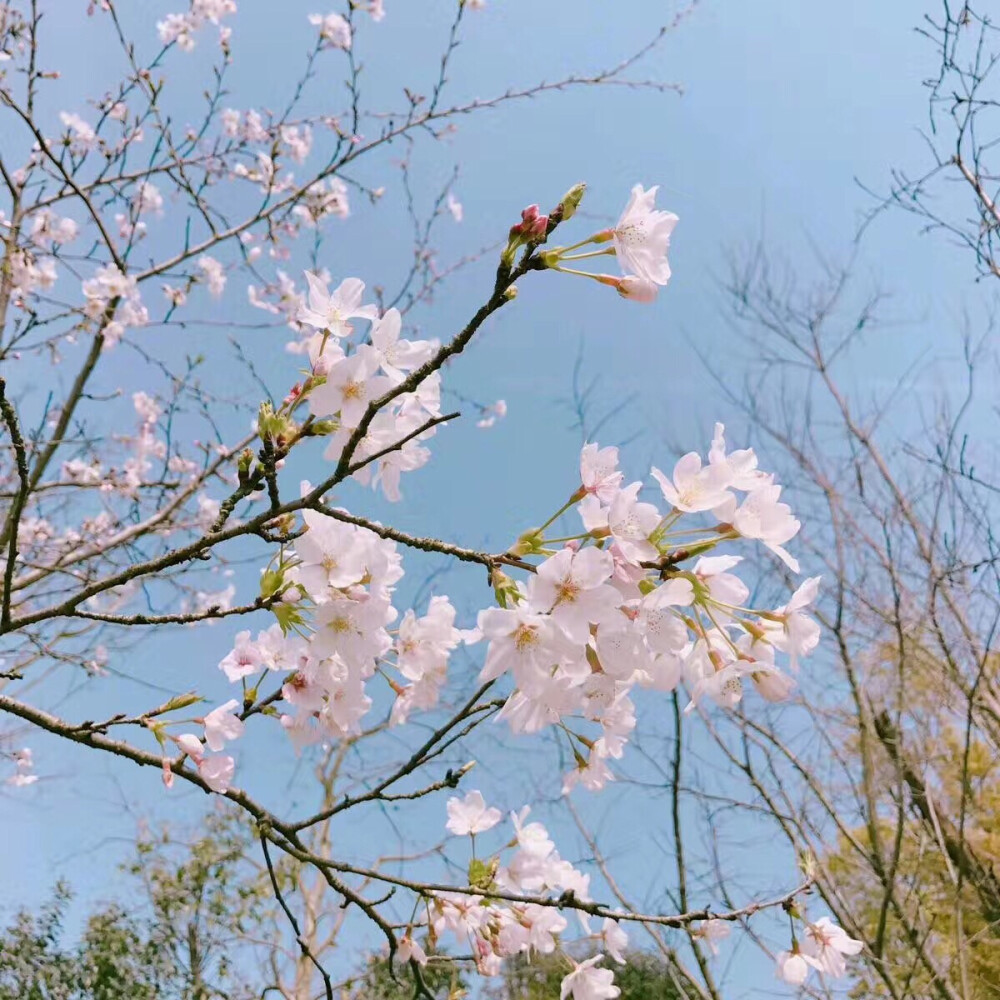 花朵 背景图