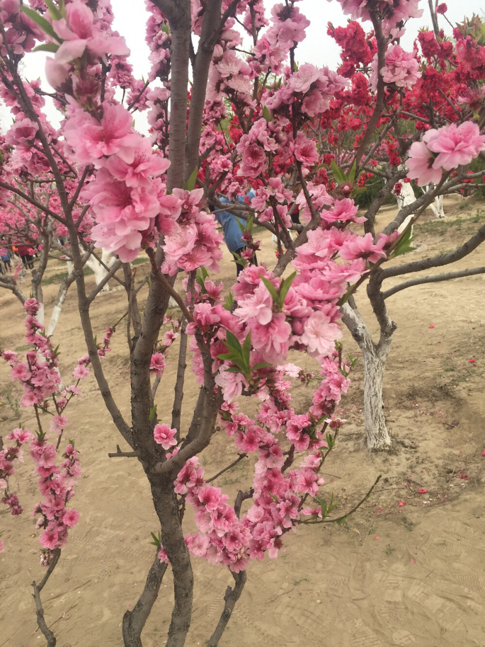 三生三世十里桃花