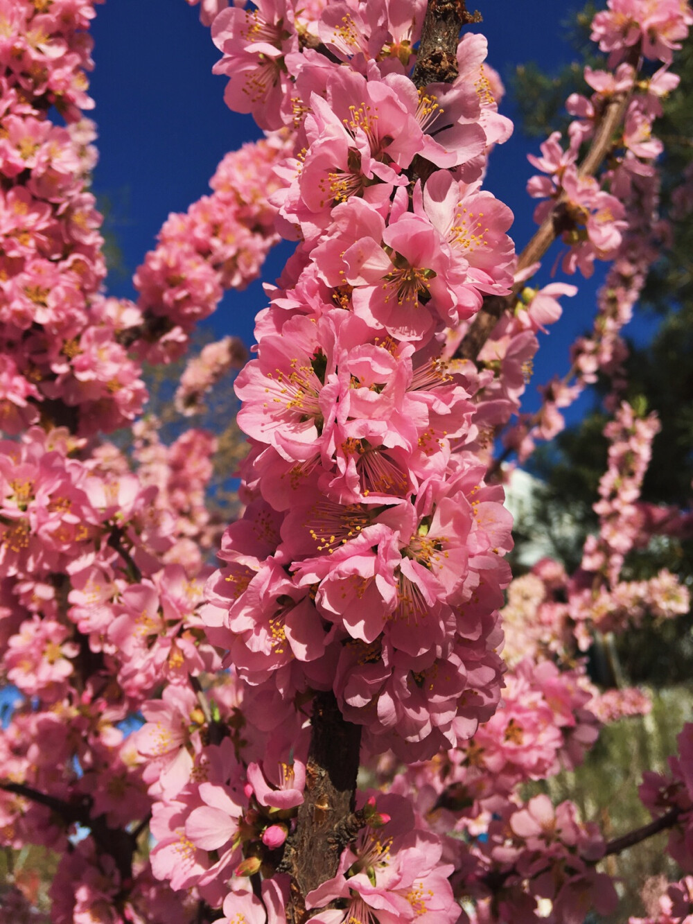 壁纸 桃花 独爱摄影