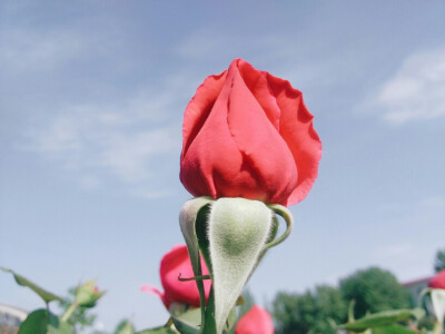 樱花谢了，月季花开