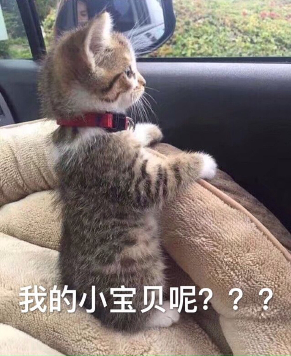 撸猫吸猫专用表情包#我的小宝贝呢？？？