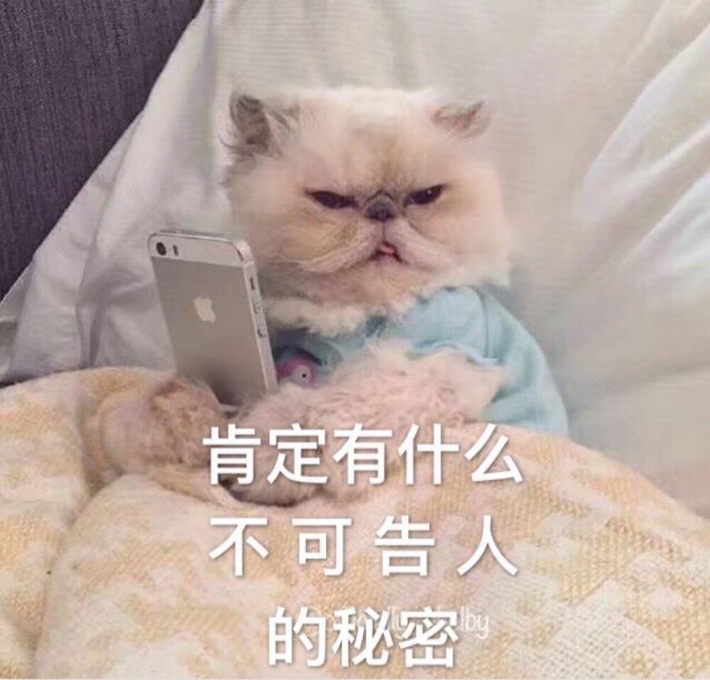 撸猫吸猫专用表情包#肯定有什么不可告人的秘密