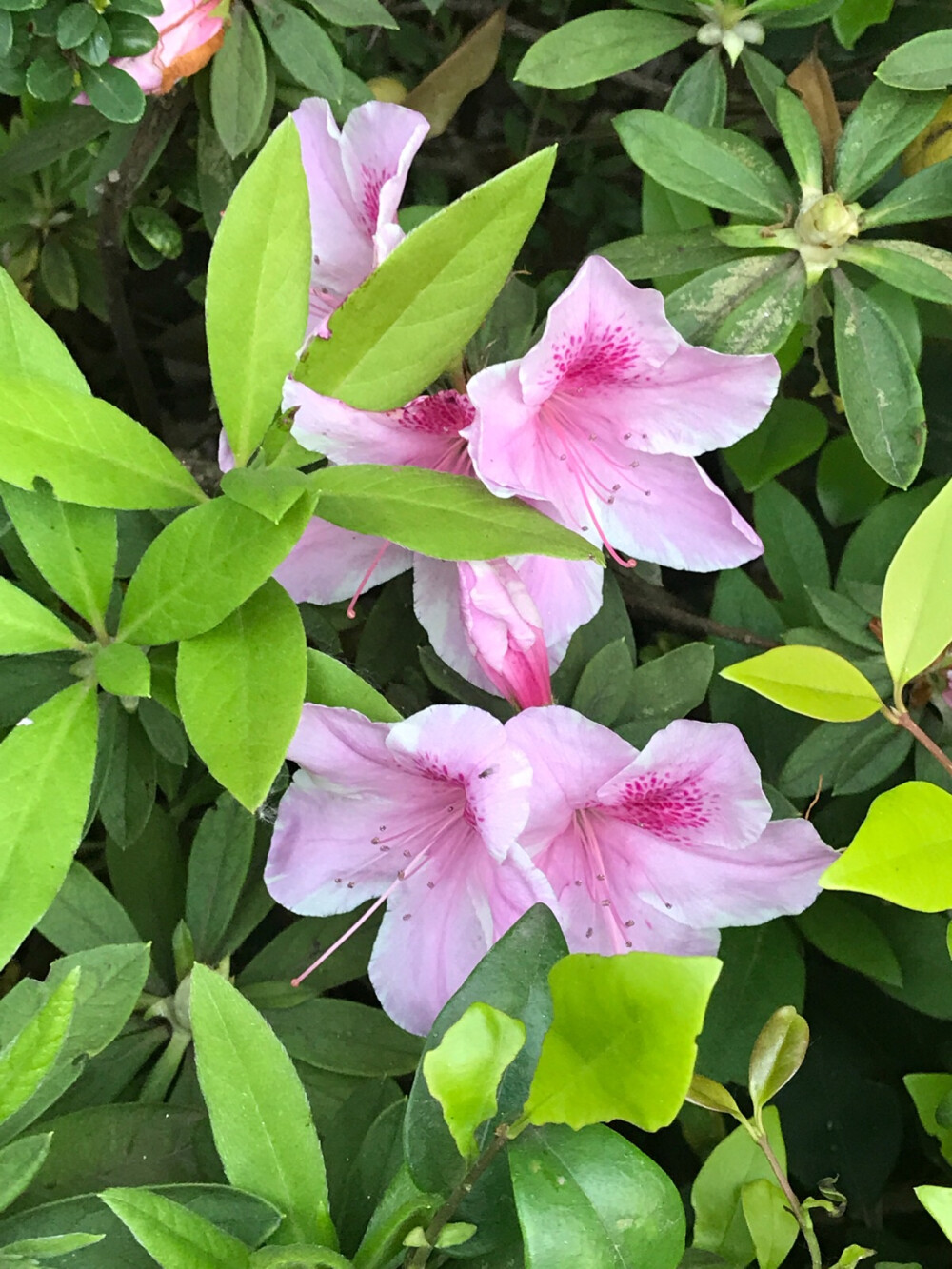 小区内的杜鹃花