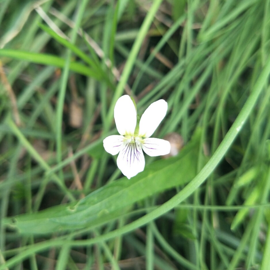 有紫色条纹的小白花