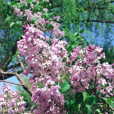 花，春天的气息！