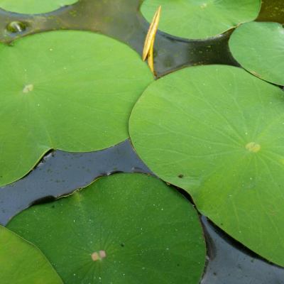 水莲纹