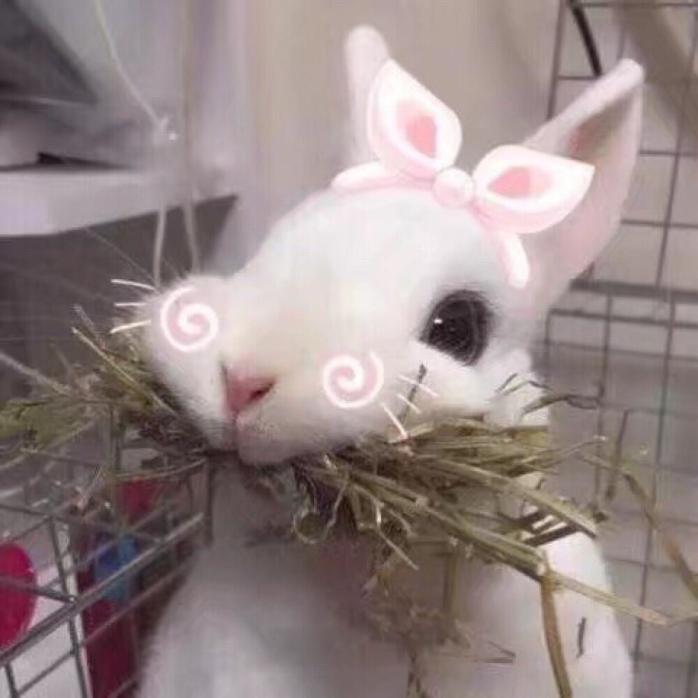 萌萌的兔子可爱头像女生头像