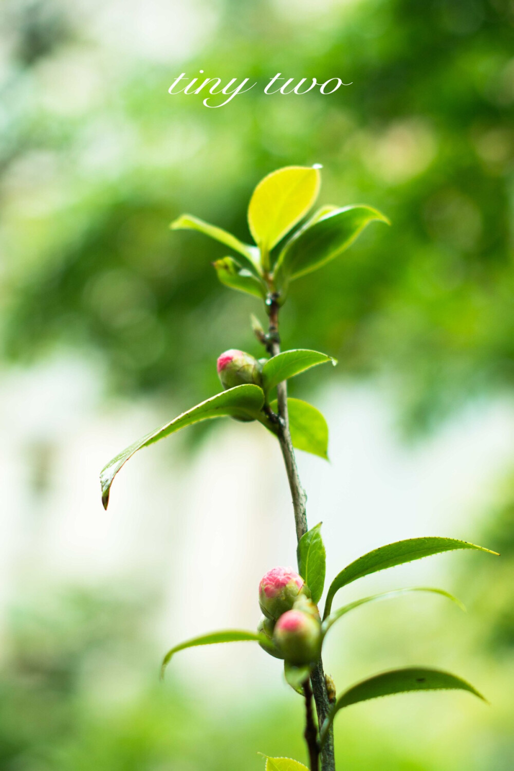 山茶花