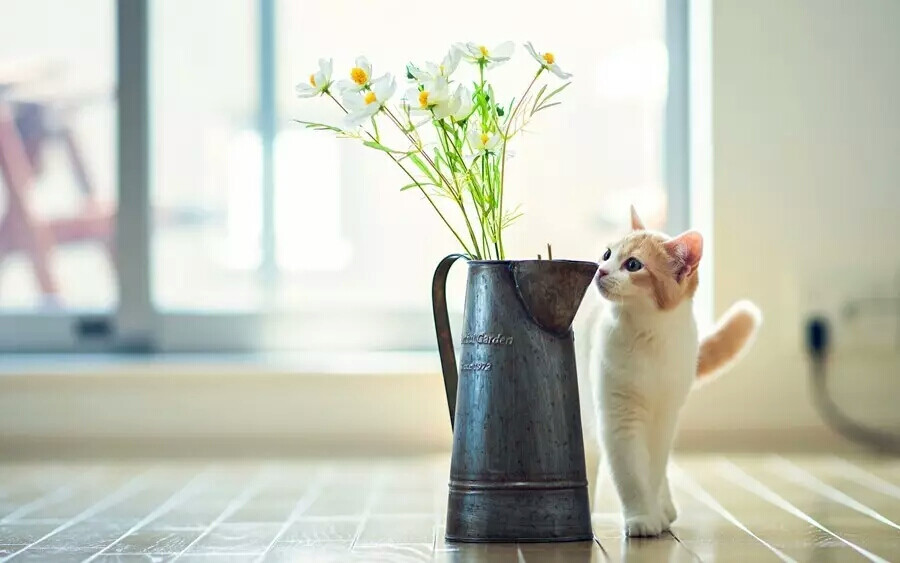 猫与花