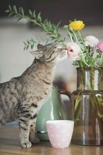 猫与花