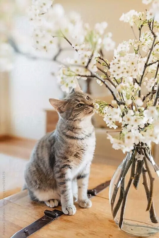 猫与花