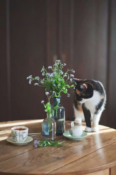 猫与花