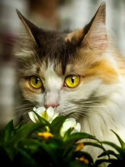 猫与花