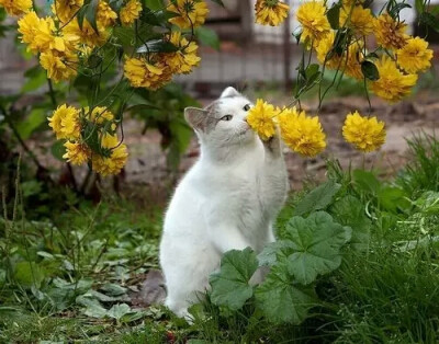 猫与花