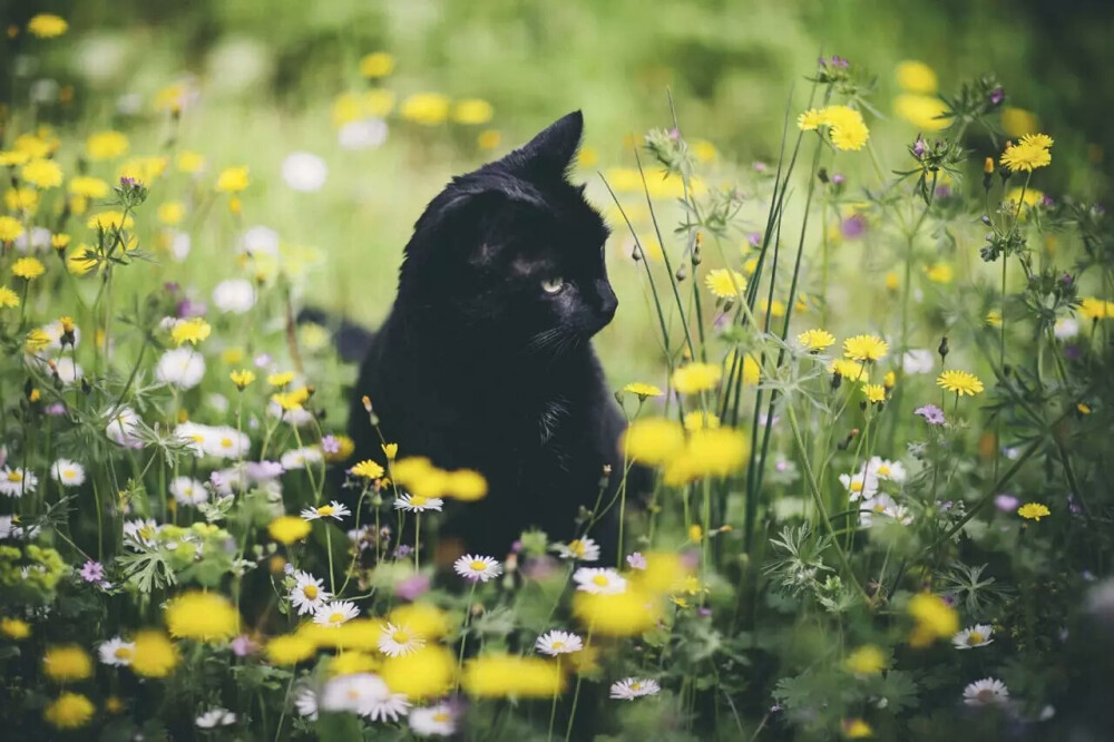 猫与花