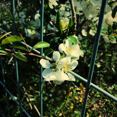 花花世界，一花一世界。