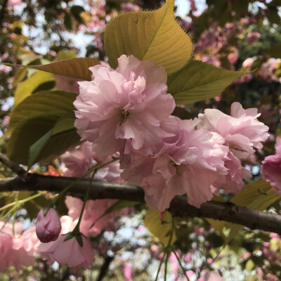 花花世界，一花一世界。