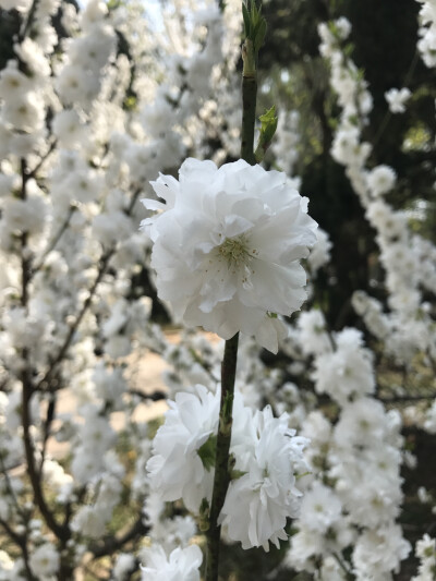 花花世界，一花一世界。